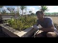 #243 Pantano de Dionaea al exterior | Plantas carnívoras