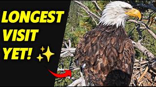 Getting Comfortable! Kaydee's Longest & Cutest Visit to the Nest Today 🦅🥺