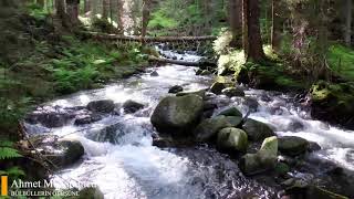 Ahmet Muhammed - Bülbülleri̇n Ötüşünde İlahi Dinle