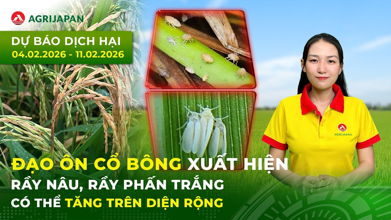 Đạo Ôn Cổ Bông Xuất Hiện - Rầy Nâu, Rầy Phấn Trắng Có Thể Tăng Trên Diện Rộng