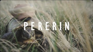 Cesair - Pererin (Official Music Video)