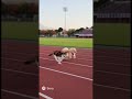 三毛猫とポメラニアンの100m競走　#AI動画　#ポメラニアン　#三毛猫　#おもしろ動画