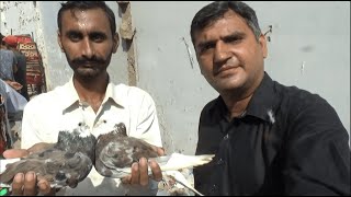 Sadar Pigeon Market Sunday Video Latest Update 7-11-21 ColorFul Pigeon in Urdu/Hindi.