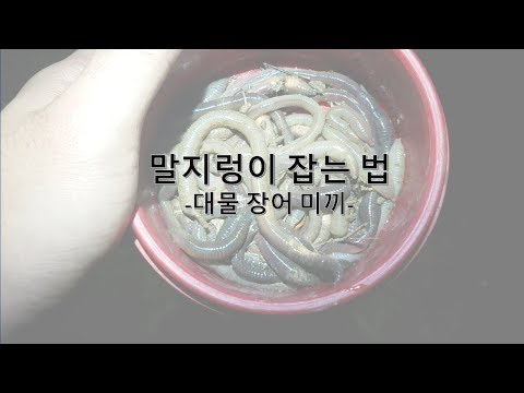 말지렁이 잡는법 (찾는 방법, 준비물, 주위사항)