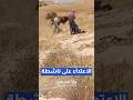 مستوطنون يعتدون بالضرب على ناشطة أجنبية في منطقة خلة الحمص جنوب يطا في الخليل #shorts #short