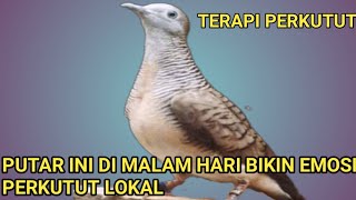 Download Lagu PUTAR INI DI MALAM HARI ‼️ bikin perkutut EMOSI dan menaikan BIRAHI . MP3