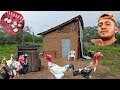 🔴 Minha rotina no final de tarde no meu sítio com as criações de galinhas 😱🐓🐔🏡🤠