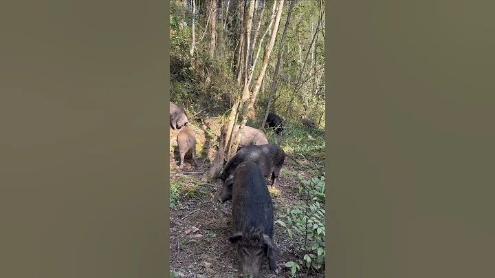 Amazing Wild Boar Feeding in Mountain ⛰️ 🐗 #warthog #pig #boar #hog #viral #animal #wildlife