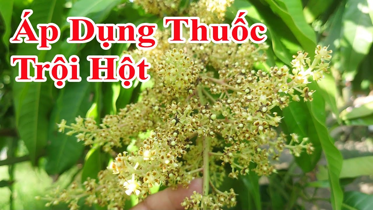 Áp dụng thuốc trội hột xoài cát |Gốc Cù Lao|#0986289491