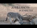 20 bow hunting kill shots compilation pt3