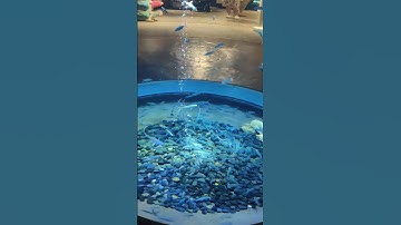 Milk fish at aquarium #urbanvlogs9 #aquarium #milkfish #relaxing #relaxingmusic #432hz