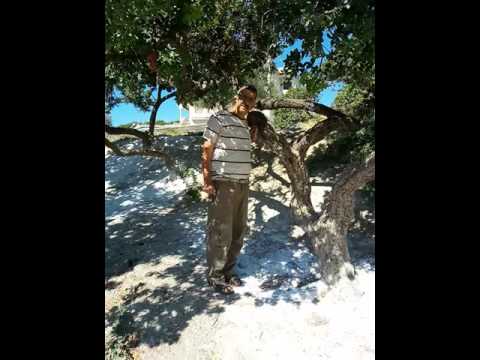 זהר עמר ואלת המסטיק 