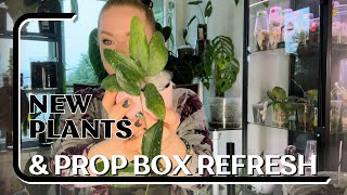 New Plants and Prop Box Refresh ✨ #plants #houseplants #propogation