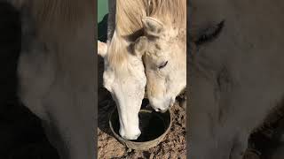 My Horse Eats Like a Horse, or I taught my colt to always clean his plate
