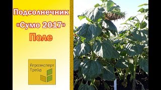 Подсолнечник СУМО 2017 под Гранстар Видео(, 2016-11-01T10:17:26.000Z)