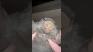 #wombat #funny #trending #viral #haha #memes #fypシ #reels #tiktok #youtubeshorts #funnyvideo #shorts