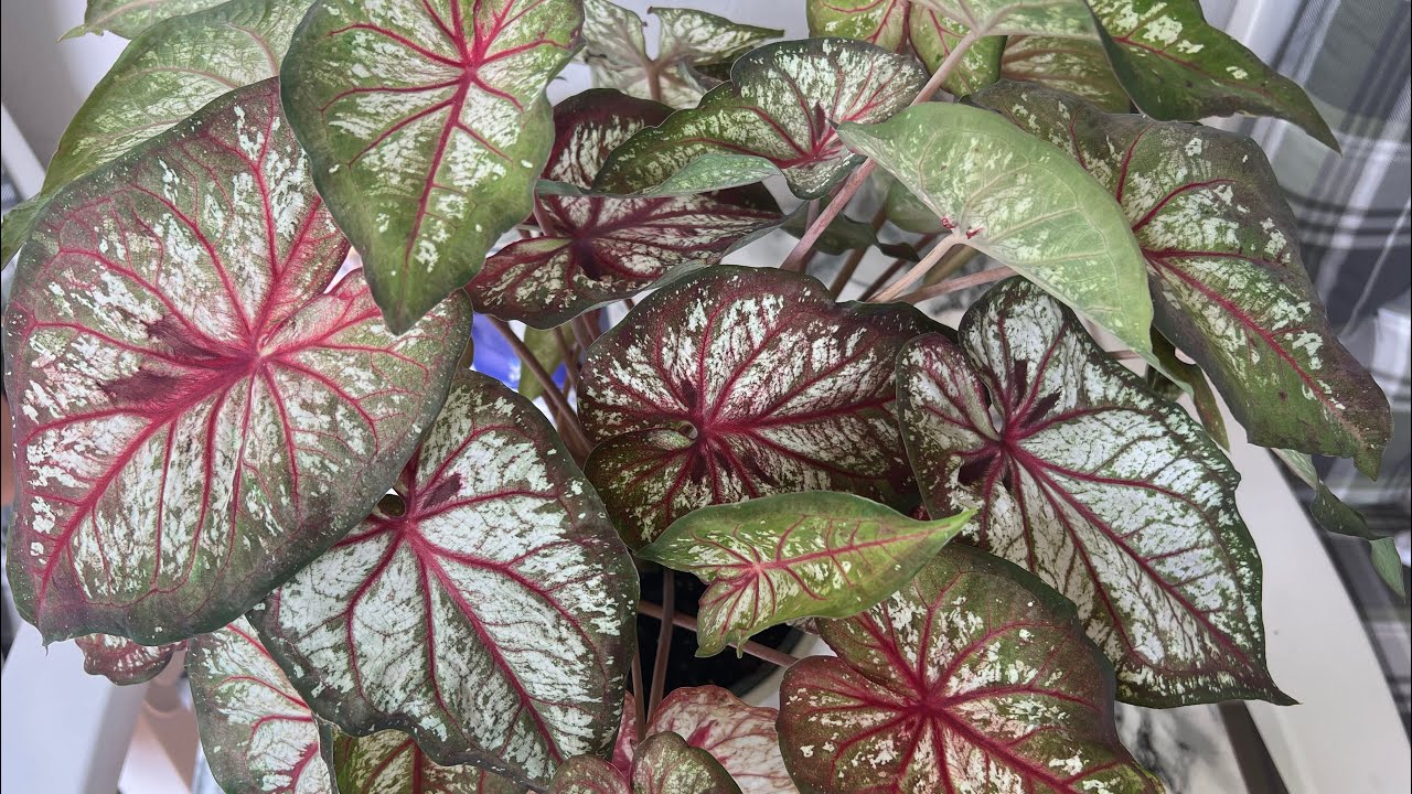 Caladium çiçeği#bakım#sulama#vlog