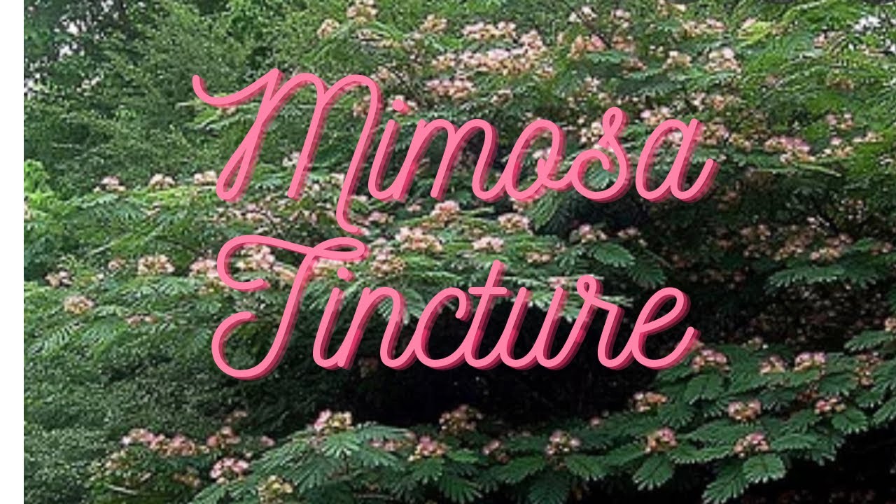mimosa-flower-tincture-recipe-best-flower-site