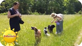 Sommergefahren für Haustiere: Katzen und Hunde richtig schützen | SAT.1 Frühstücksfernsehen