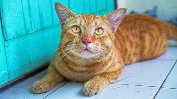 HDR Cat Photoshop CC Tutorials 152 By Stopbox [Photoshop CC,Nik Software]