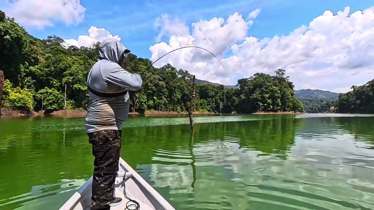 Giant Snakehead AKA Toman - Royal Belum National Park August 2025