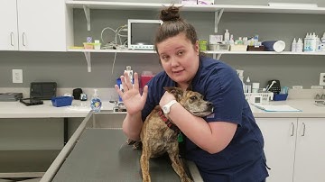 AVMA Video Restraint Project Fall Semester 2019