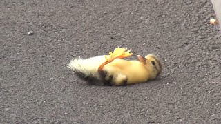 Duck lose its baby - you will cry 😢😭 - 