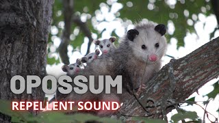 Opossum Repellent Sound || Suara pengusir oposum