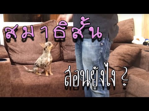 วีดีโอ: สมาธิสั้นในสุนัข