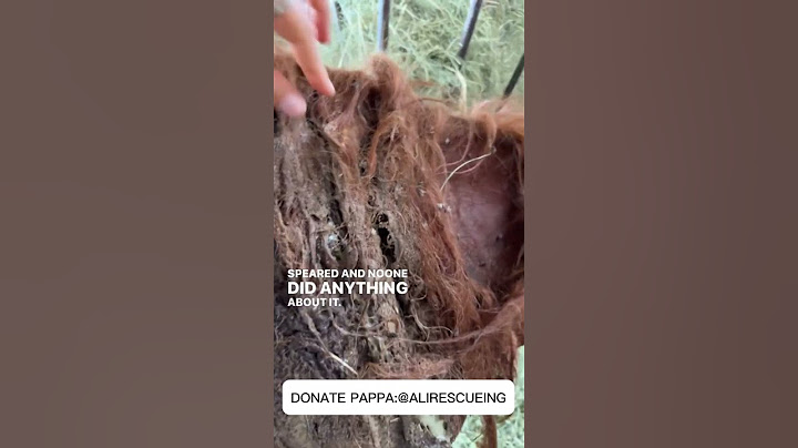 Help #horse #lovehorses