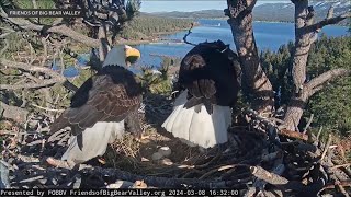 Big bald eagles care for their eggs, waiting for their offspring to emerge