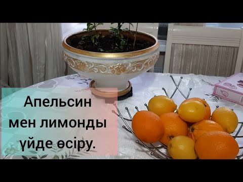Бейне: Апельсин ағашы Alternaria Rot – Апельсиндегі альтернария дақтарының алдын алу жолы