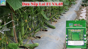 Dưa Nếp Lai F1 VA.69 Tại Thanh Hóa Thăm Ngày 9-01-2022| Ruộng Dưa Thu Hoạch Lứa 19 Đạt 2,2 Tấn/500m2