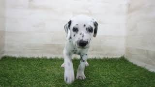 Coo&RIKU No.00742322 ダルメシアン - YouTube