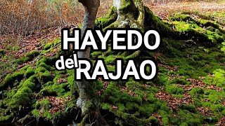 HAYEDO del RAJAO. Tobia. La Rioja 