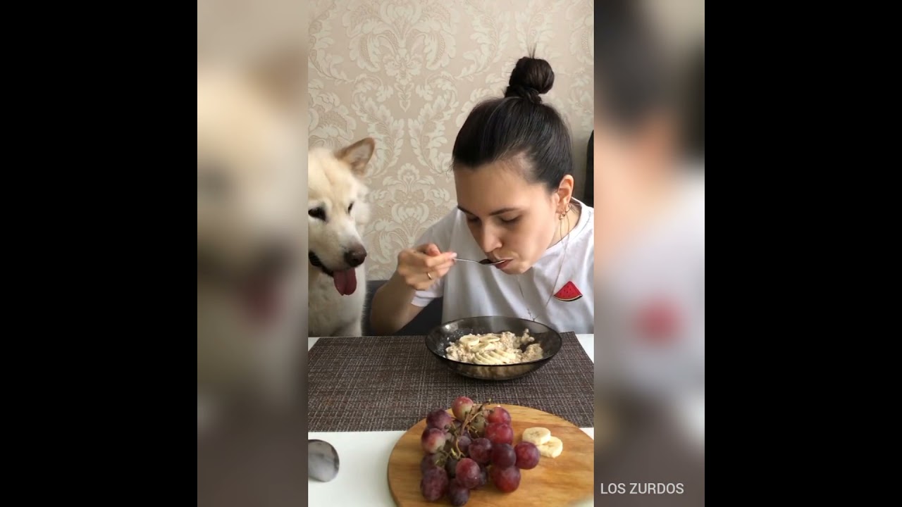 Las mascotas y animales más alegres y superdivertidas de la Red (parte 10)