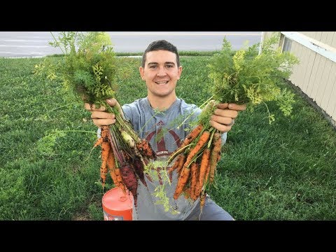 วีดีโอ: คอนเทนเนอร์แครอท: วิธีการปลูกแครอทในตู้