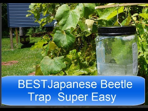 homemade japanese beetle traps