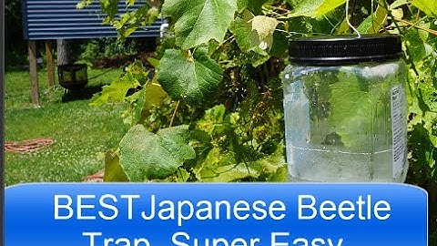 Japanese Beetle   HOME MADE TRAP  7.23.17