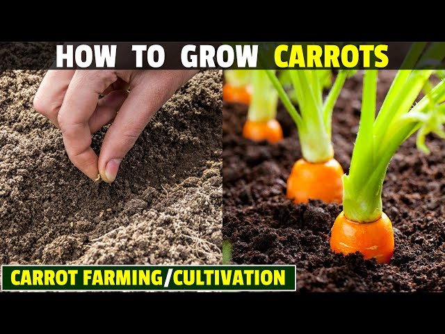 How To Grow Carrots | Carrot Farming | Carrot Cultivation class=