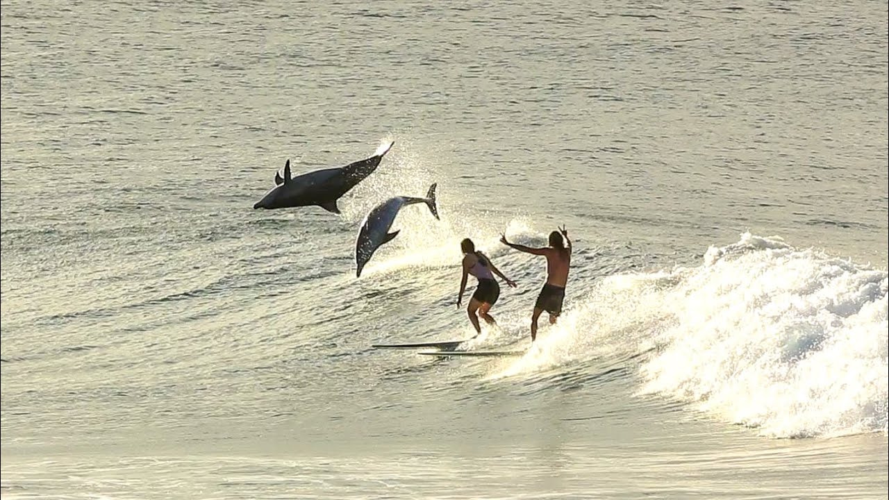 Surfing With Dolphins 2 YouTube
