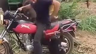 İzleyin Hayvan Deyip Geçmeyin Motora Binme Isteği.