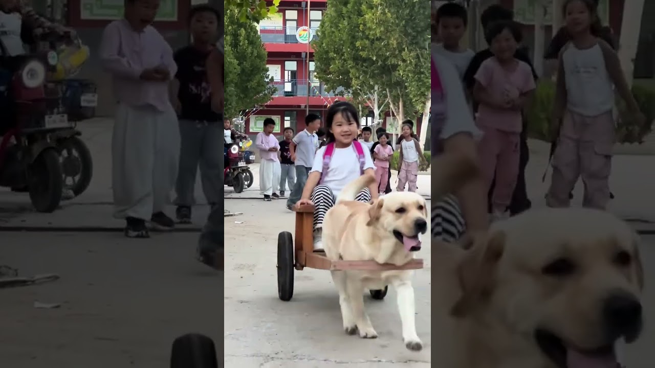 The silly dog Baiden goes to work # dog picks up kid # Labrador