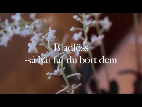 Video: Hur man hanterar bladlöss på vinbär