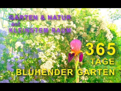 Video: Zone 9 Kolibri-Pflanzen: Wie man Kolibris in Gärten der Zone 9 anzieht