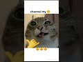 cat edit #like #subscribe