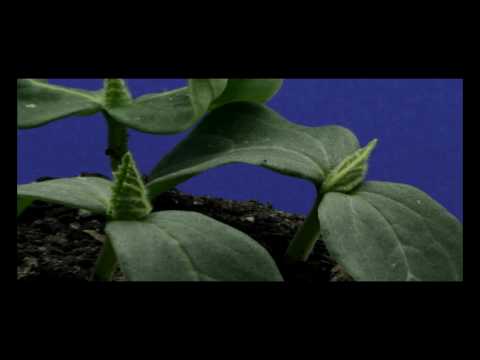 Video: The Nuances Of Growing Cucumbers Chinese Miracle + Photo