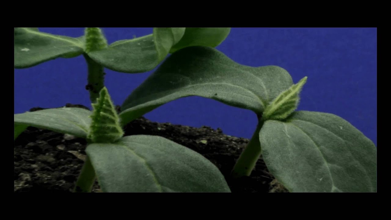 Cucumber Growth Chart