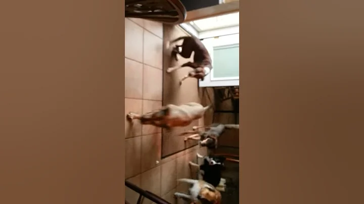 Releasing dogs