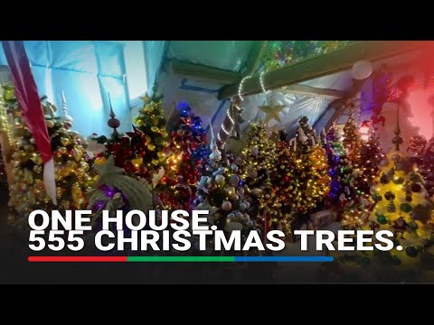 Record-breaking 555 Christmas trees bring Yuletide cheer to German couple